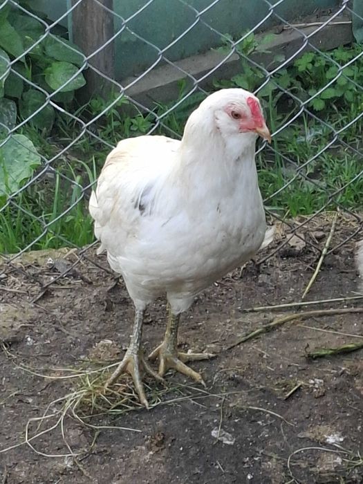 Vand cocos araucana februarie-2026