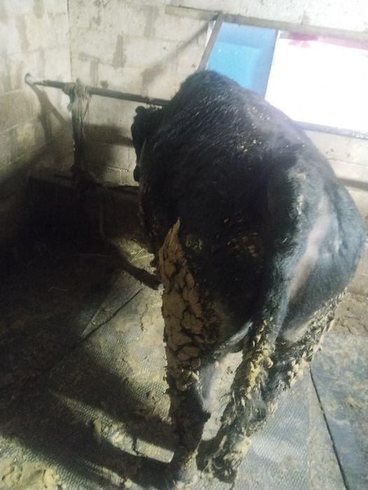 Бұқаларды сатамын