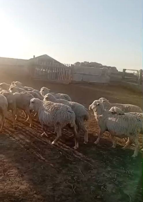 Қой     сатылады