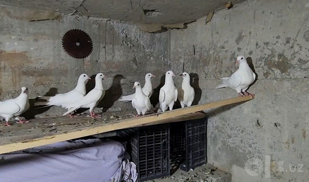 Продаются голуби