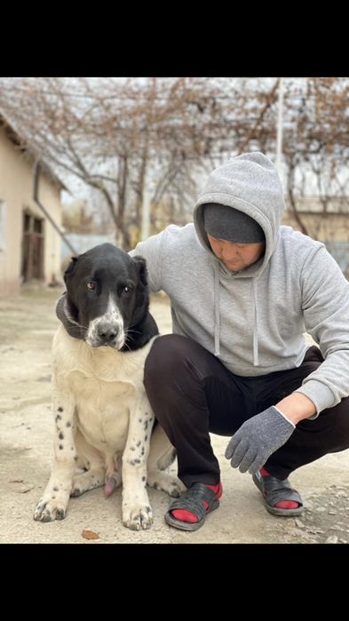 Щенки, Күшіктер