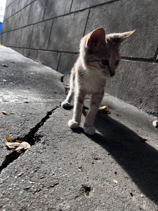 Отдам котят в добрые руки