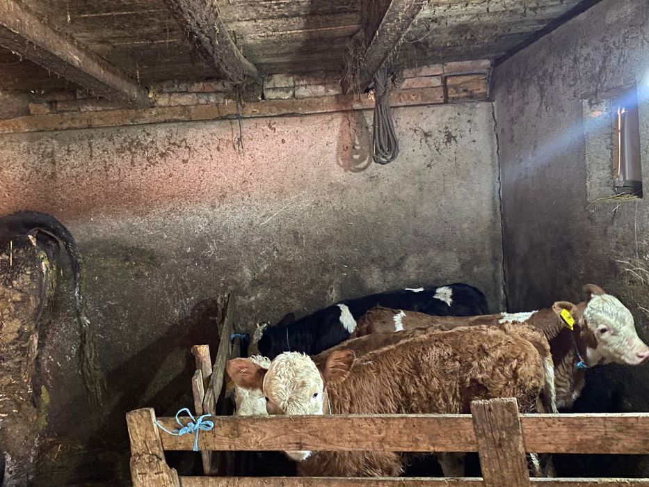 Viței preîncărcați preț negociabil