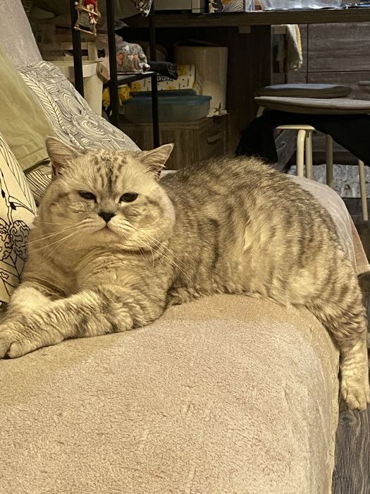 Британска чинчила