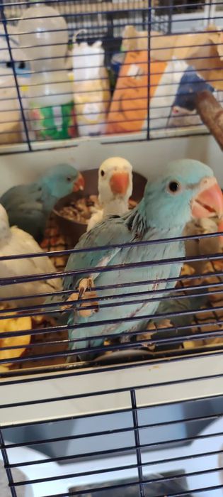 Papagali Micul Alexandru