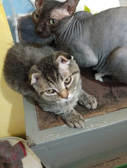 Отдам котят шотландцы