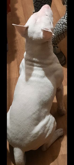 Бультерьер на вязку, разведение потомства