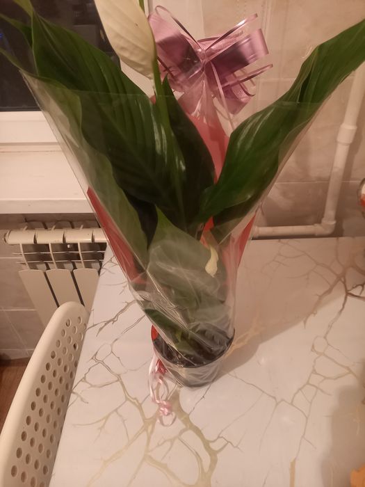 Қазір келген гүлдер сатылады