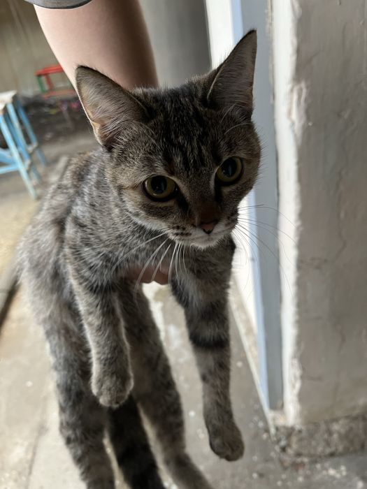 Котенок бесплатно