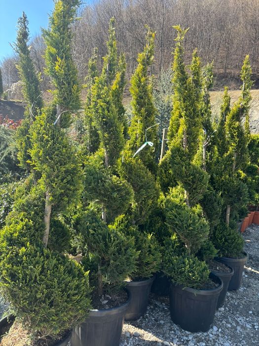 Tuia spirala,pom pon