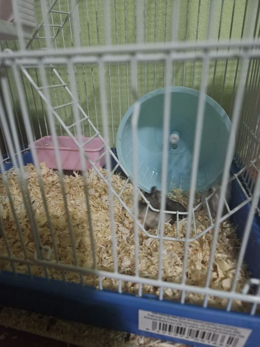 Vând hamsteri maro albi foarte frumosi