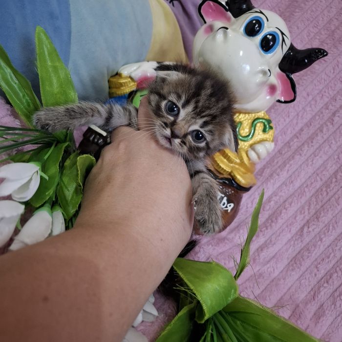 Вислоухие котята