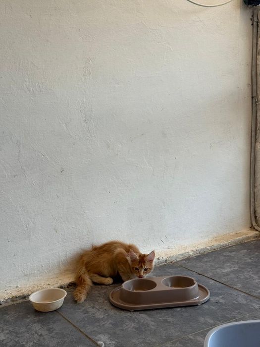 Мэйн кун котёнок