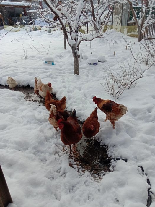 Продам молодых петушков