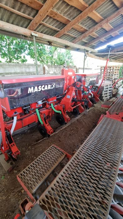 Semanatoare prasitoare  maschio/mascar  maxi 5