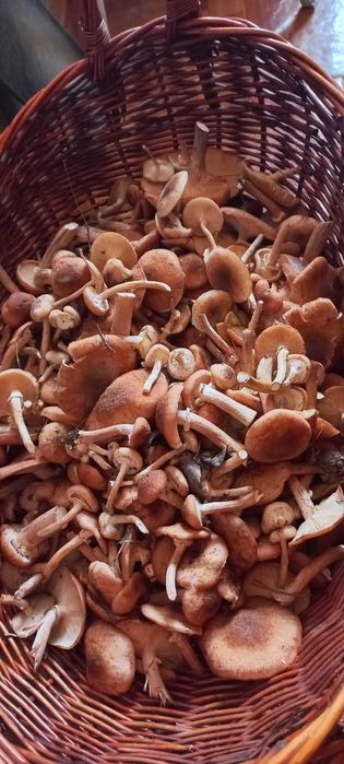 Маринованые опята