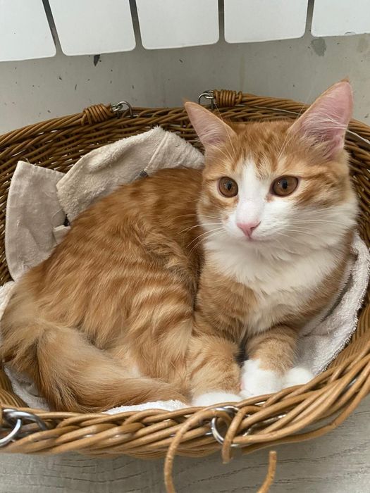 Отдам котёнка в добрые руки!