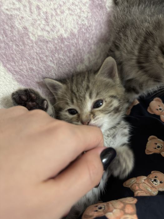 Отдам котяток в добрые руки