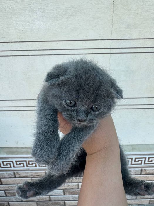 Скоттиш фолд, 2 ойлик угил