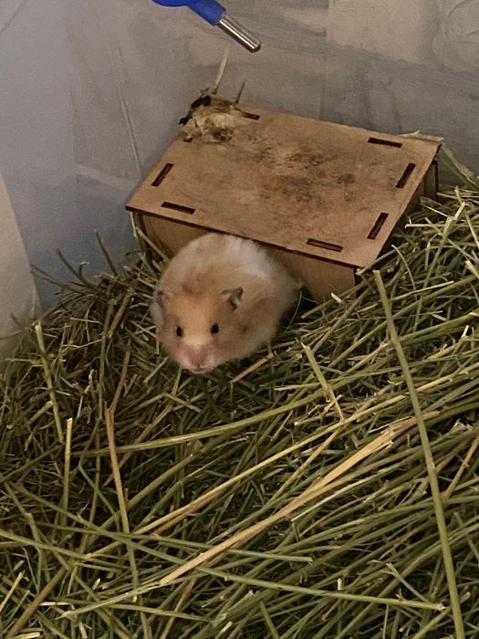 Грызун. Питомец-Хомячиха
