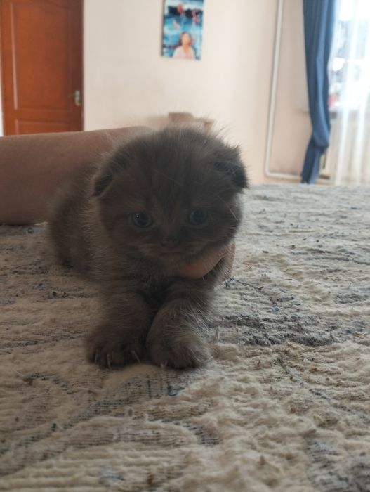 Шотландцы  тёмных окрасов