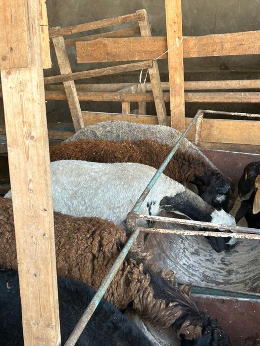 Кой бар! Сойып беру, доставка бар!