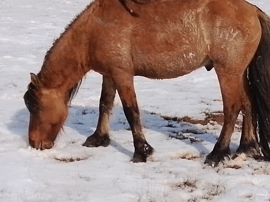Продам жеребеца МЗ