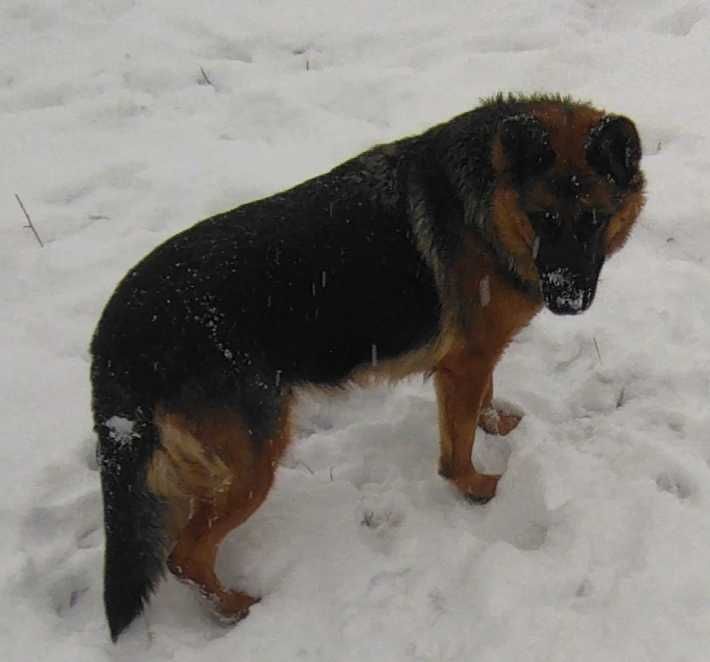 Продам Немецкую овчарку девочка