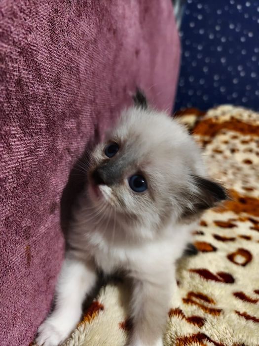 Отдаем котят в добрые руки