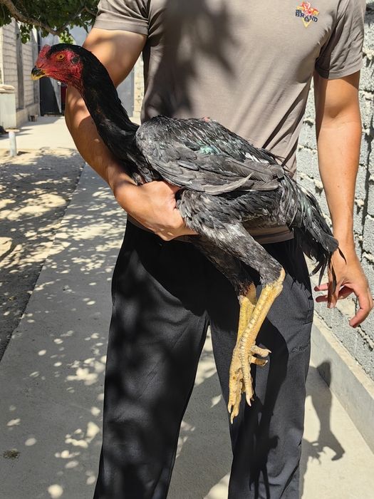 100 тали тоза ШАМО дакан тухумлари ва жужалари сотилади