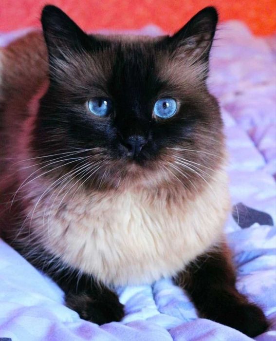 Котенок сиамский