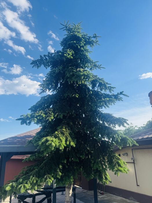 Brad ornamental 7-8 m