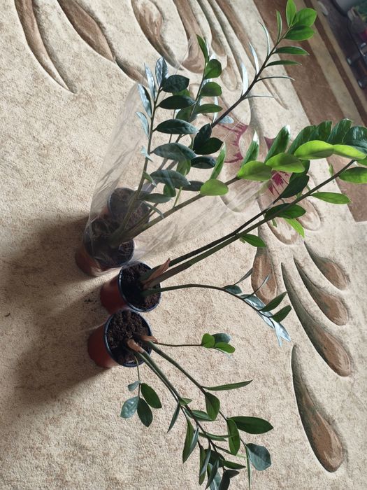 Продам замиокулькас 3000 тенге