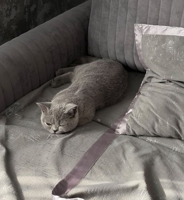 Котенок 6 месяцев