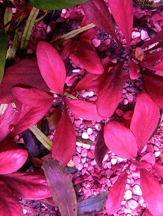Самолус красный (Samolus parviflorus 'Red'). Аквариумное растение.