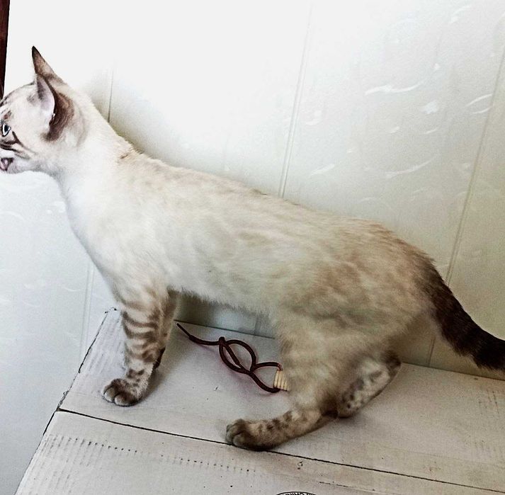 Бенгальские котята