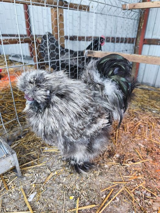 Cocos Mătase Japoneza