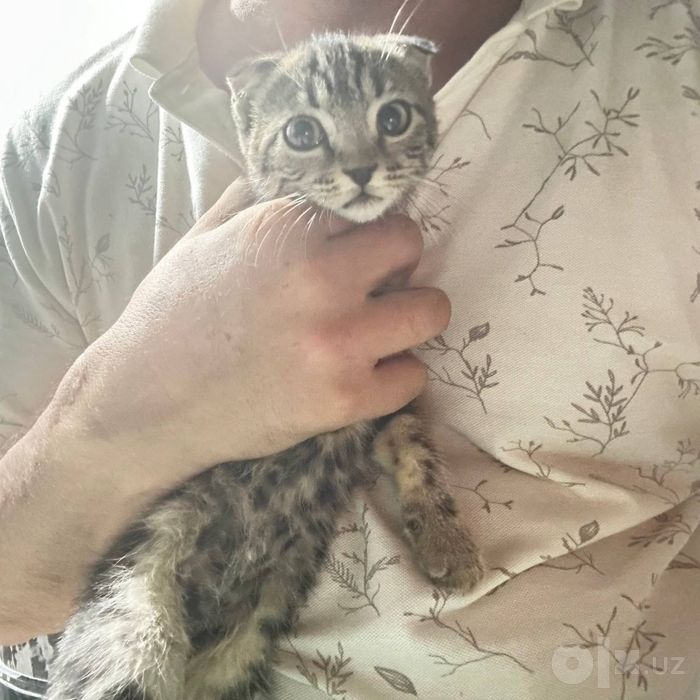 Кошка породный. Вислоухи. 3 месяца. Продаю за 100$