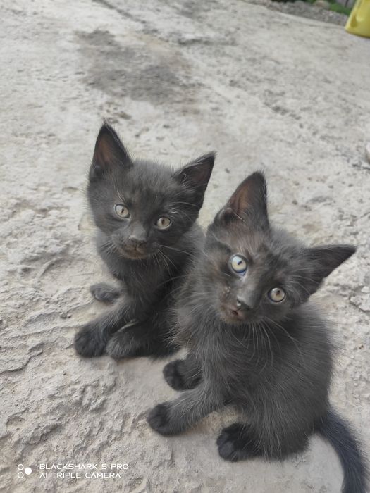 Отдам котят, бесплатно