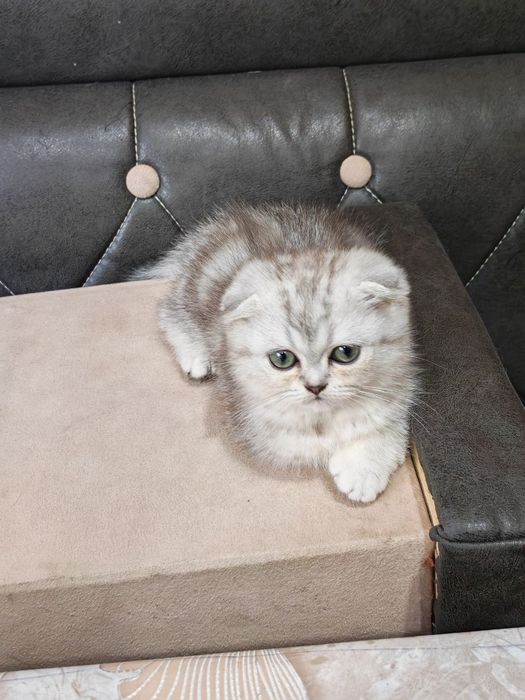 девочка шиншилла скоттиш фолд