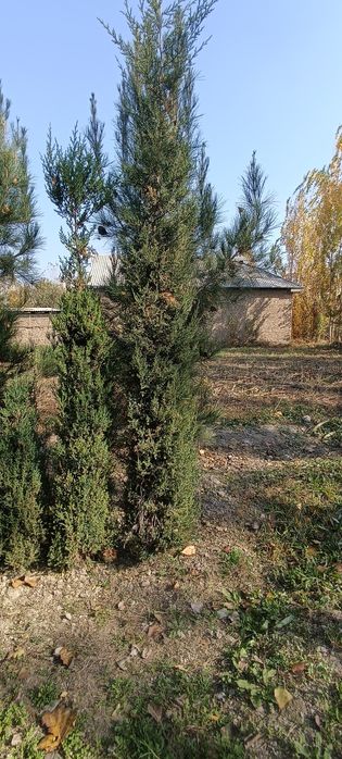 Арча сотилади 3 йиллик. буйи 1 метрдан 3 метргача