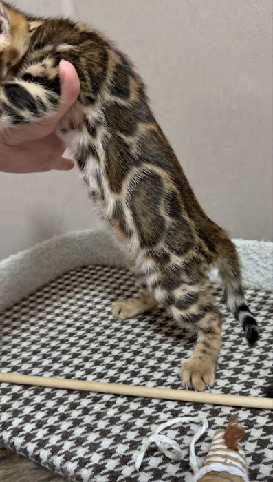 Бенгальские котята