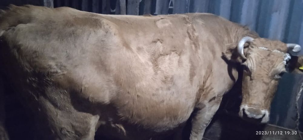 Сиыр  Корова сатылады