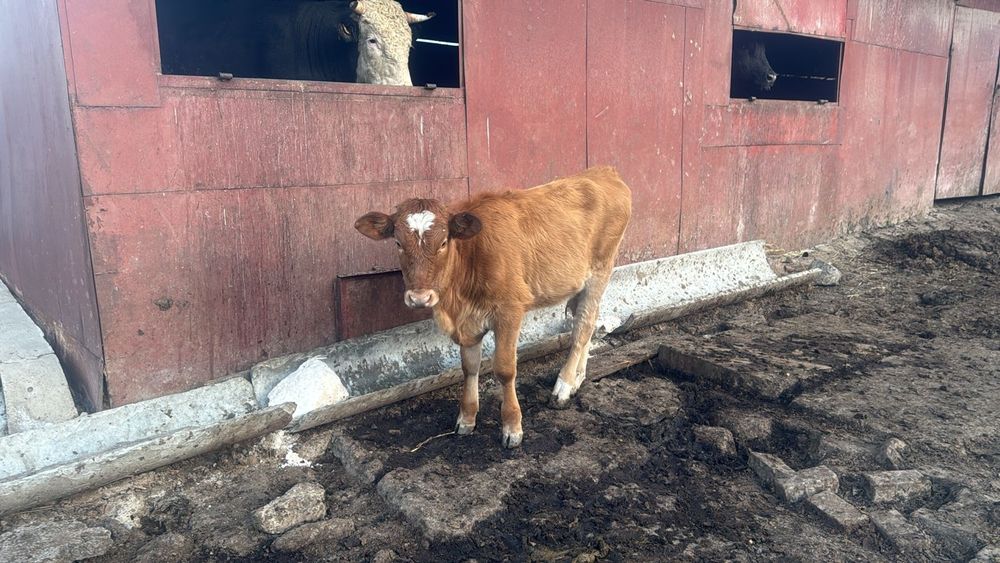 Продам телят и тёлку