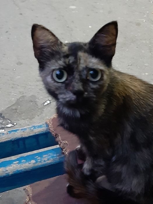 Чудесная девочка в поиске дома