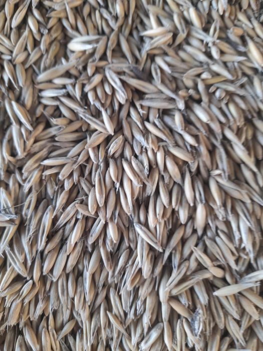 Продам овес в мешках