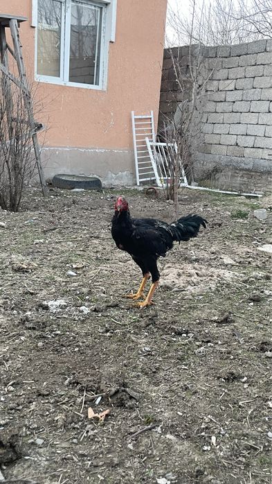 Дакан күздік шөже