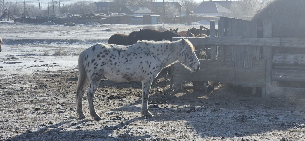 Продам Айгыра (Шубар)