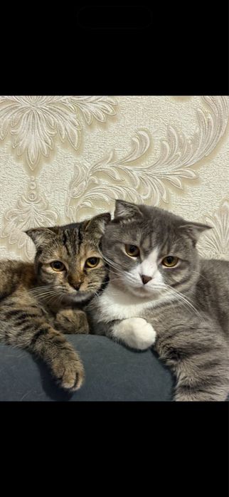 Отдам в хорошие руки