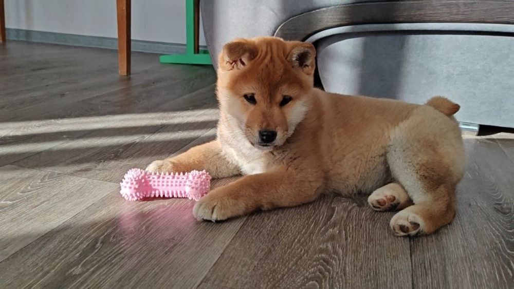 Shiba-Inu бронь